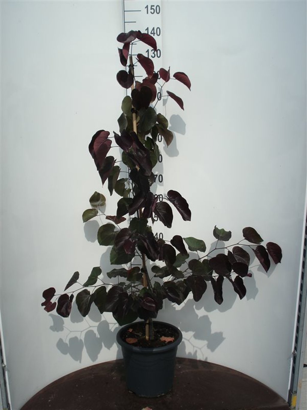 Cercis can. 'Forest Pansy' - C20 100-125 CM